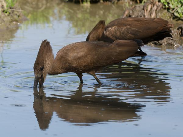 <h3><a href="/trips/gambia/biota/animalia/chordata/aves/015 pelecaniformes/003 scopidae/scopus umbretta/scopus umbretta-nl.html">Scopus&nbsp;umbretta</a> / Hamerkop / Hamerkop</h3>OM-1 Mark II met OLYMPUS M.150-400mm F4.5, 1/2000 sec  bij F4.5, ISO 640, afstand 21.1&nbsp;m